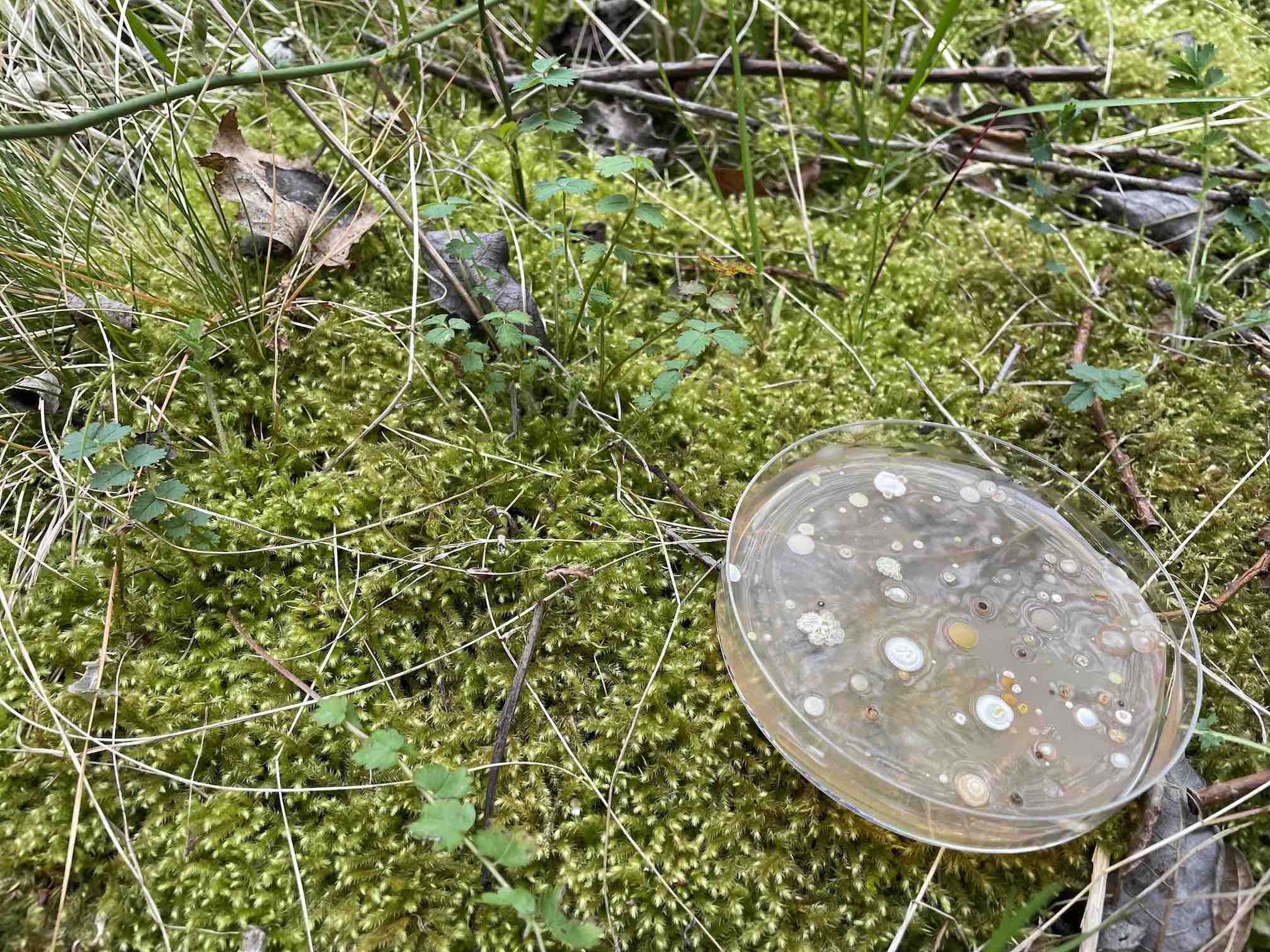 dish with culture of microorganisms placed on vegetation