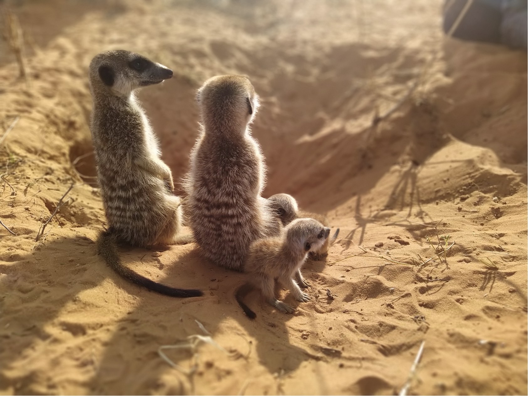 meerkats on the sand