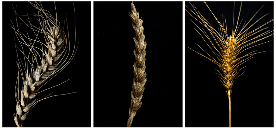 Bilder von Weizen mit unterschiedlichen Formen