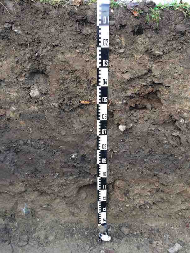 Soil section with a measure showing the depth
