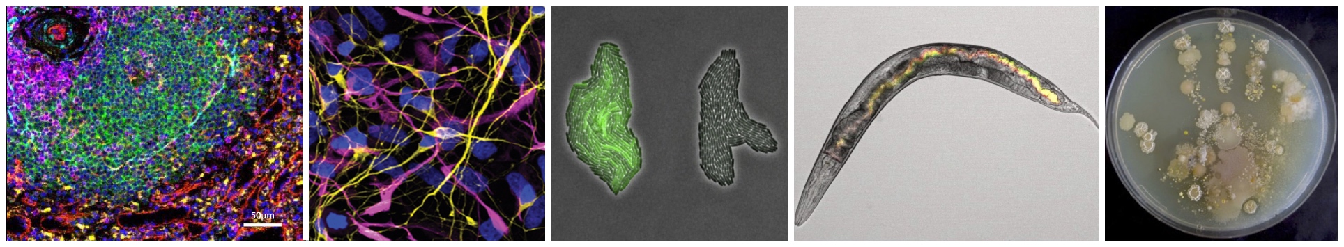 Bilder von Studienobjekte der Biowissenschaften wie z. B. Gewebezellen