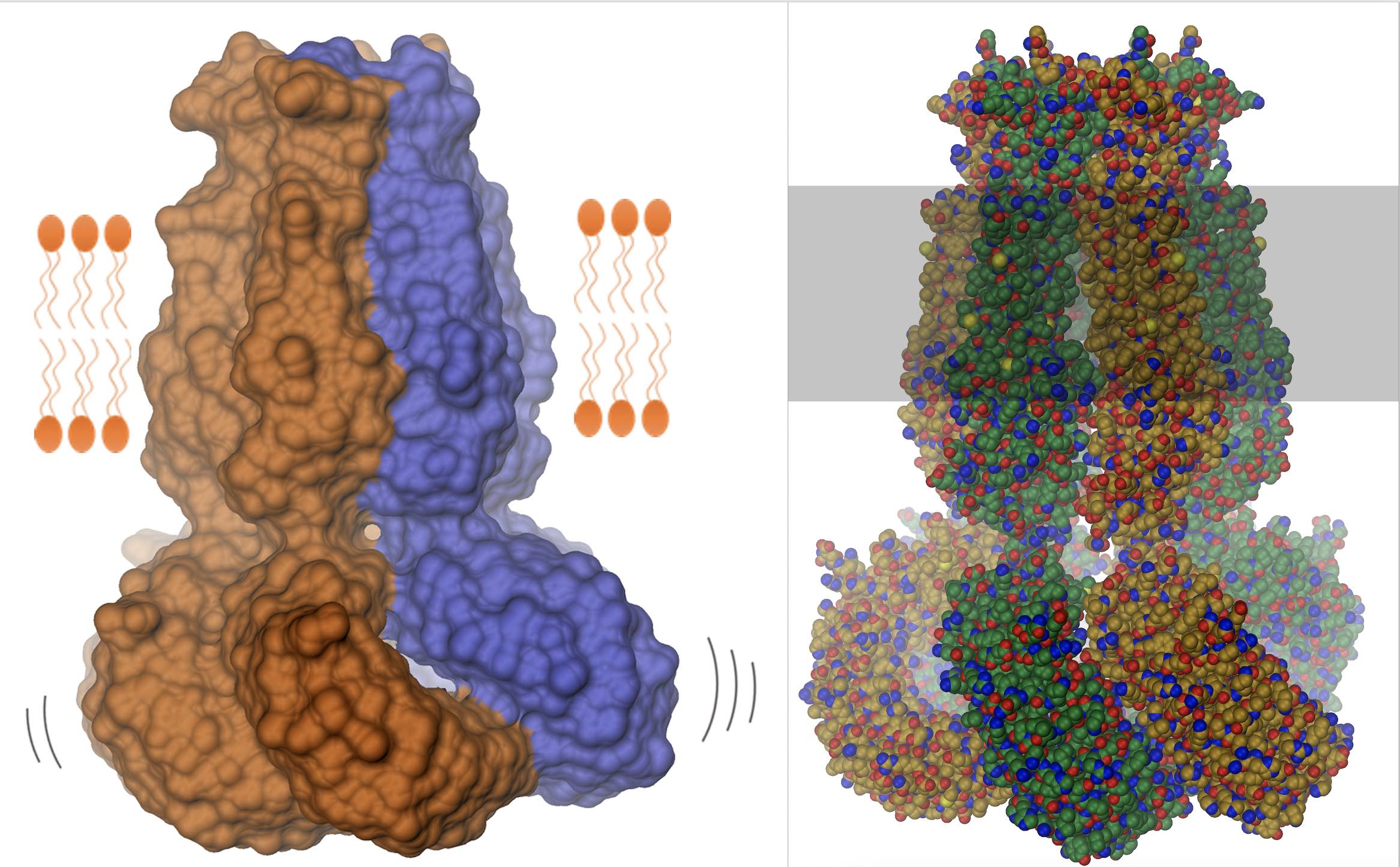 symbolic images of protein structure
