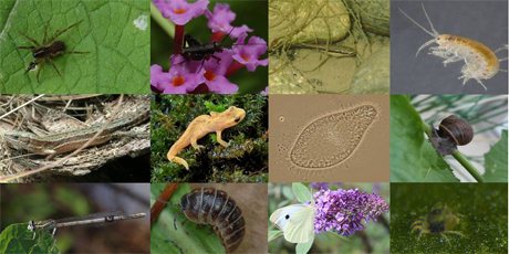 Biodiversity