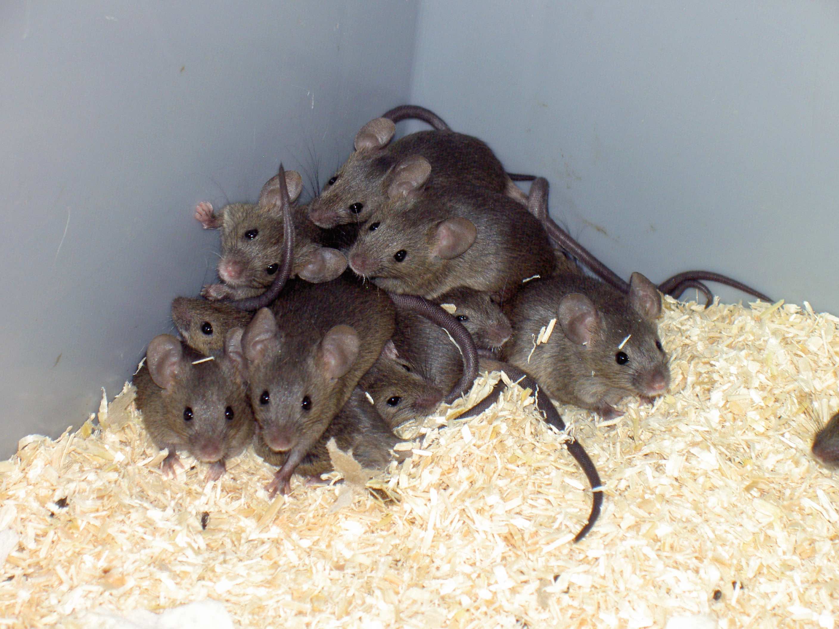 photo of house mice
