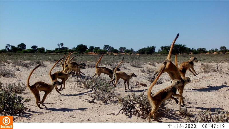 Scaled image Locations_Instruments/LI_2_ZoeTurner_ZulusWardance.jpg