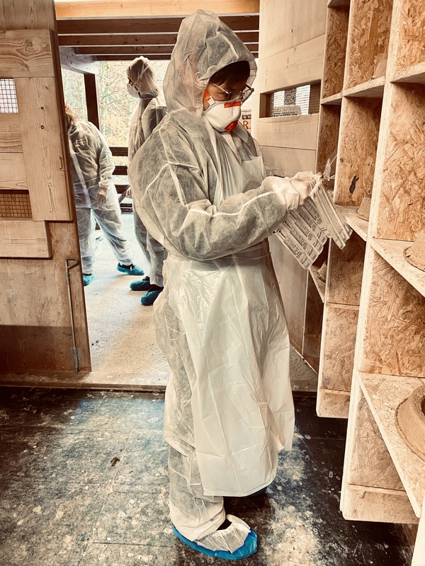 Scaled image People_in_Research/PR_11_Nina_Wolfrum_Preparation for pigeon sampling.jpg