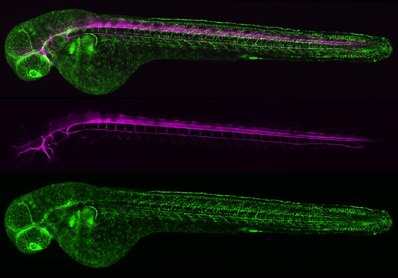 Scaled image Research_Objects/RO_11_The_wiring_of_a_zebrafish_embryo_Jerome_Julmi_Jérôme Julmi.jpeg