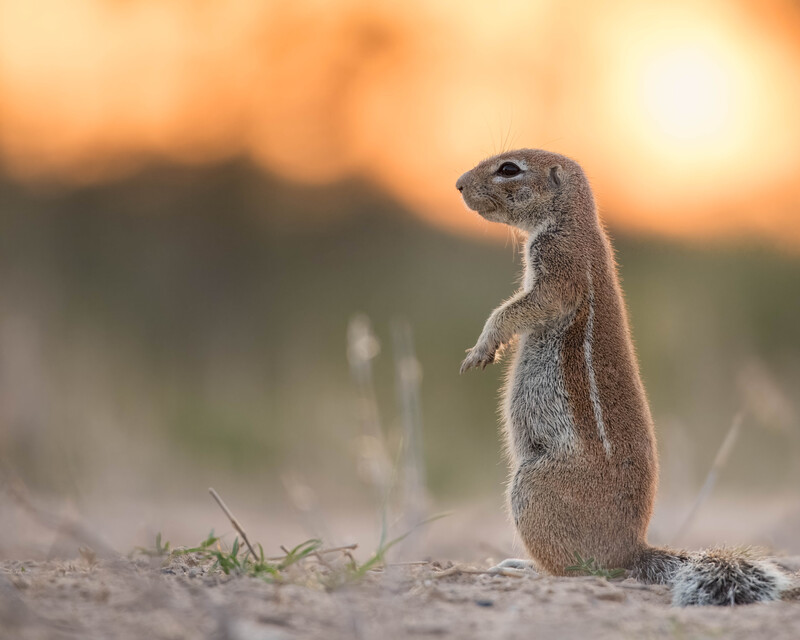 Scaled image Research_Objects/RO_12_Livio_Flueeler_ground_squirrel_Livio Flüeler.jpg