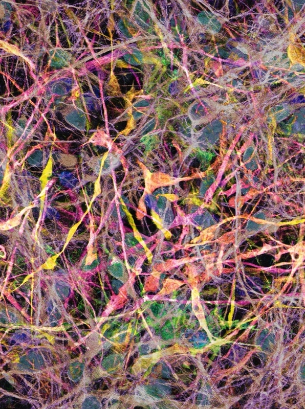 Scaled image Research_Objects/RO_23_Weijia_Zhong_image001.jpg