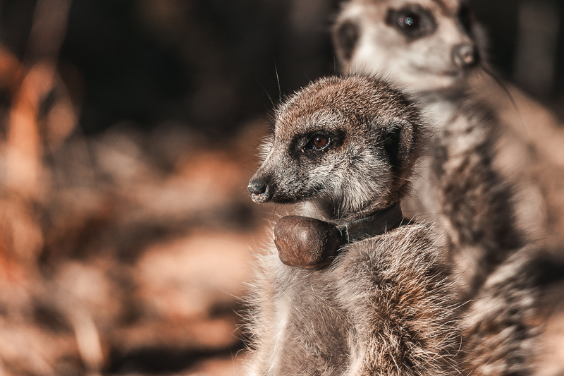 Scaled image Research_Objects/RO_34_Cyrill_Ritter_Meerkat_with_tracker_Cyrill Ritter.jpg