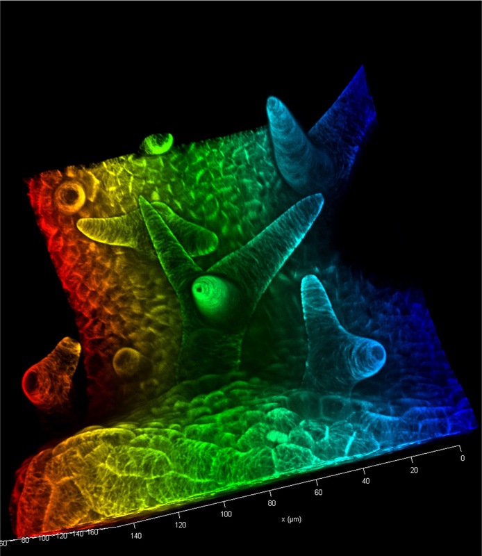 Scaled image Research_Objects/RO_35_Trichome_Bunt_Dorothee Stöckle.jpg
