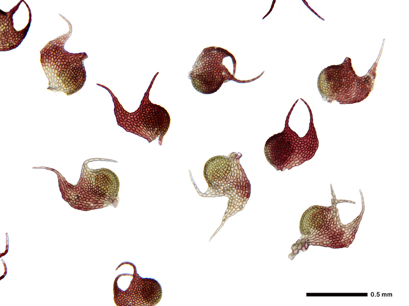 Scaled image Research_Objects/RO_40_Blaetter_des_Teufelchenmoos_Heike_Hofmann_Heike Hofmann.jpeg