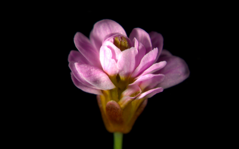 Scaled image Research_Objects/RO_5_single flower_Nicholas James Desno.jpg