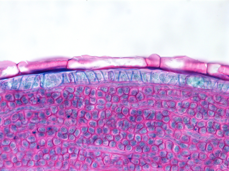 Scaled image Research_Objects/RO_8_Tom Dierschke_Tom Dierschke.jpg