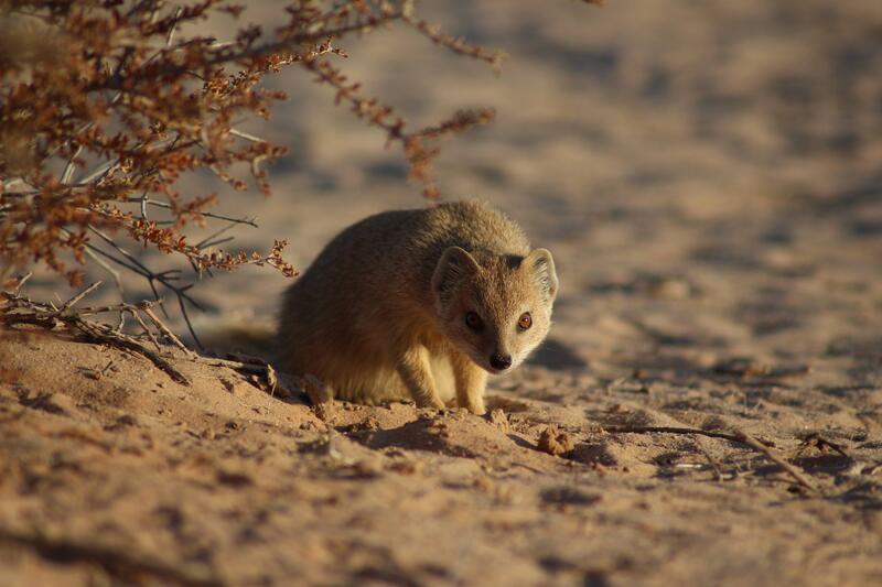 Scaled image Research_Objects/RO_9_ZoeTurner_YellowMongoose_Zoe Jayne Turner.JPG 